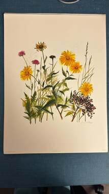 Mads Stage Vintage Botanical Wildflowers Art Print Stenders Forlag Printed in De